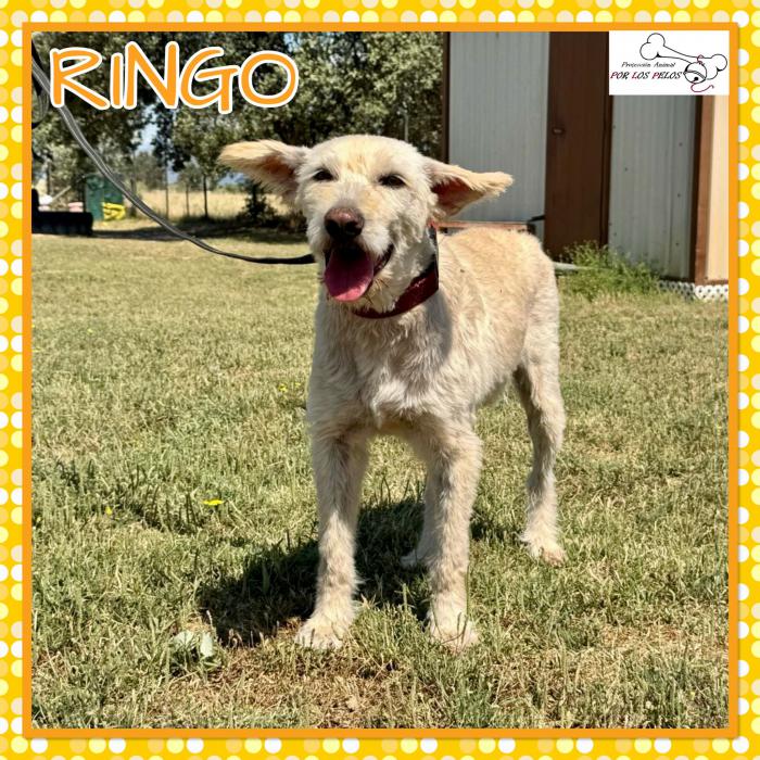 Ringo 