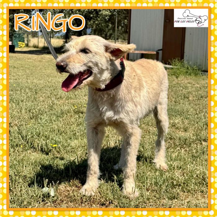 Ringo 