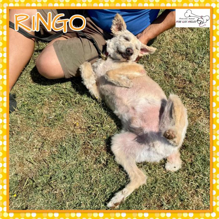 Ringo 