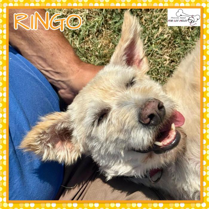 Ringo 