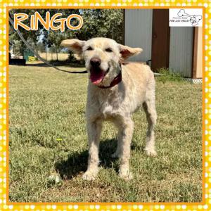 Ringo 