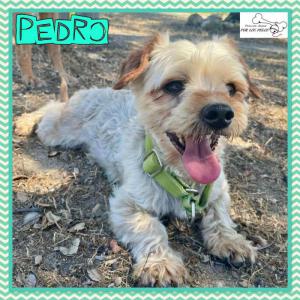 Pedro