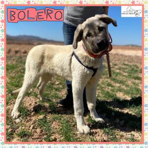 Bolero