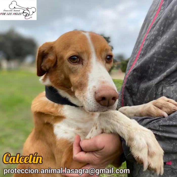 Calcetín