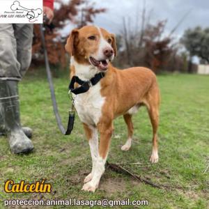 Calcetn