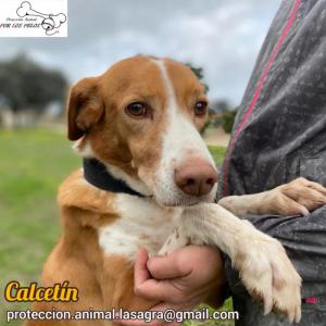 Calcetn