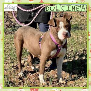 Dulcinea