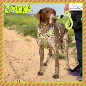 Mokka