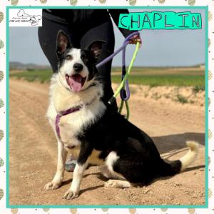 Chaplin