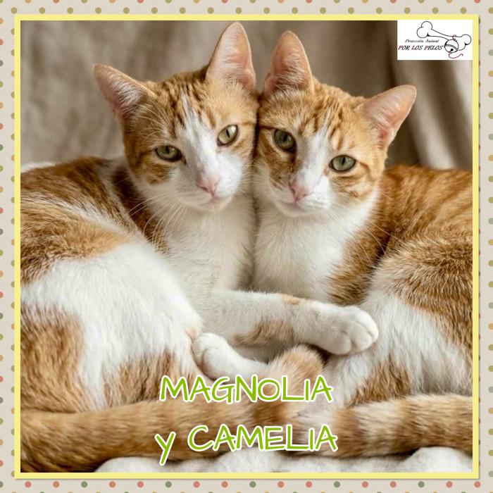 Camelia