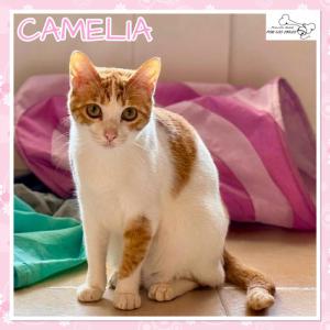 Camelia
