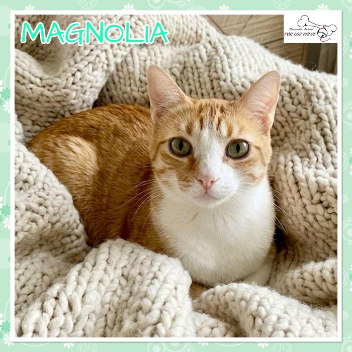 Magnolia