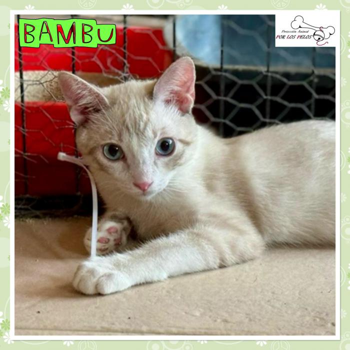 Bambu