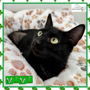 Mimi