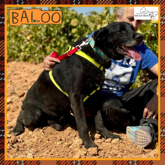 Baloo