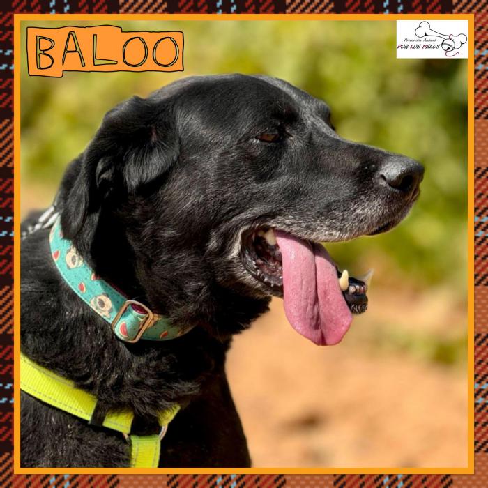 Baloo