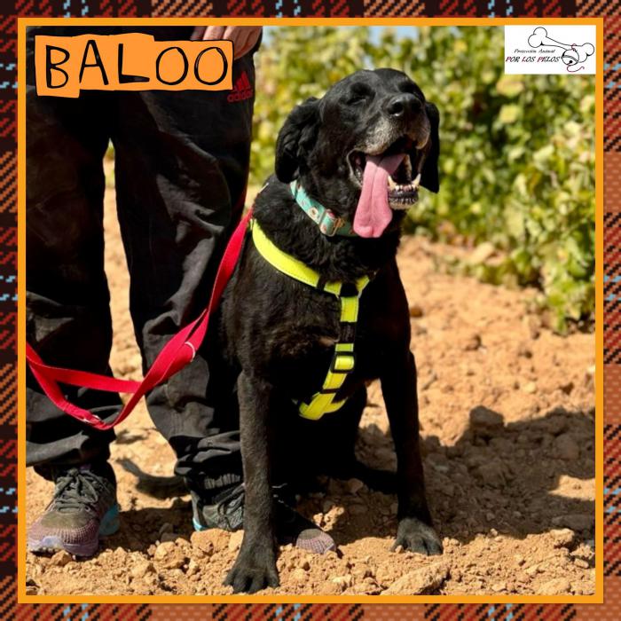 Baloo