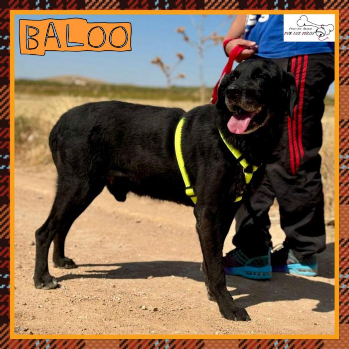 Baloo