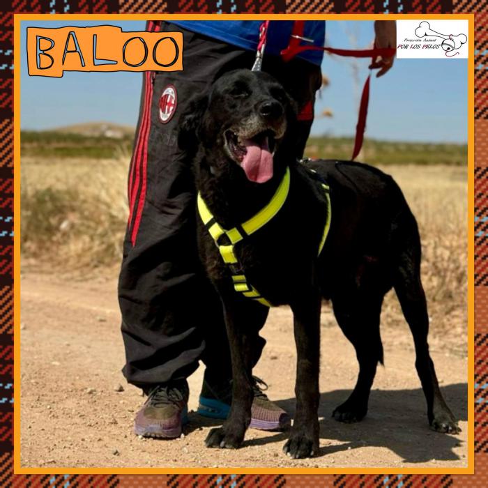 Baloo