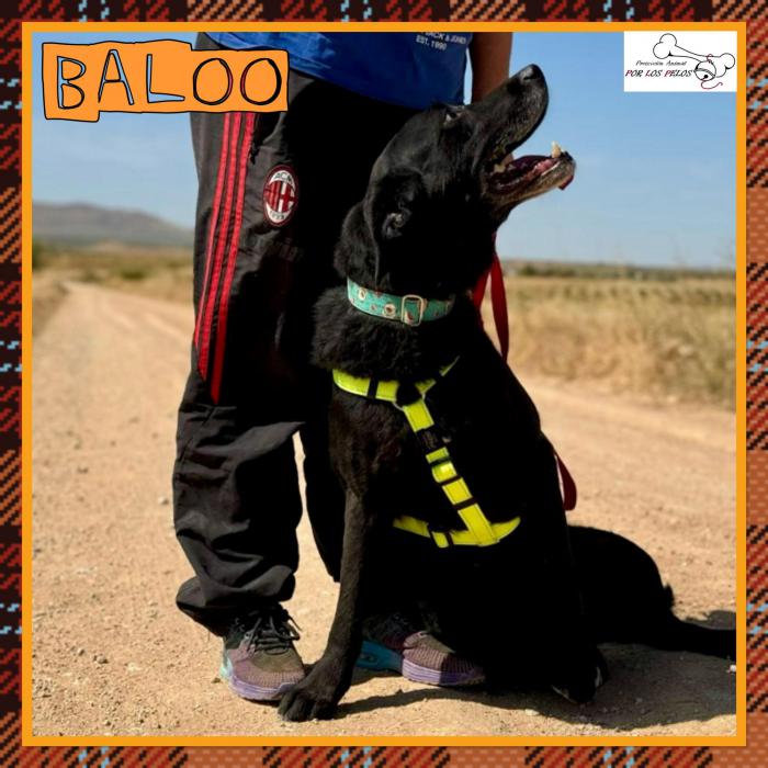 Baloo