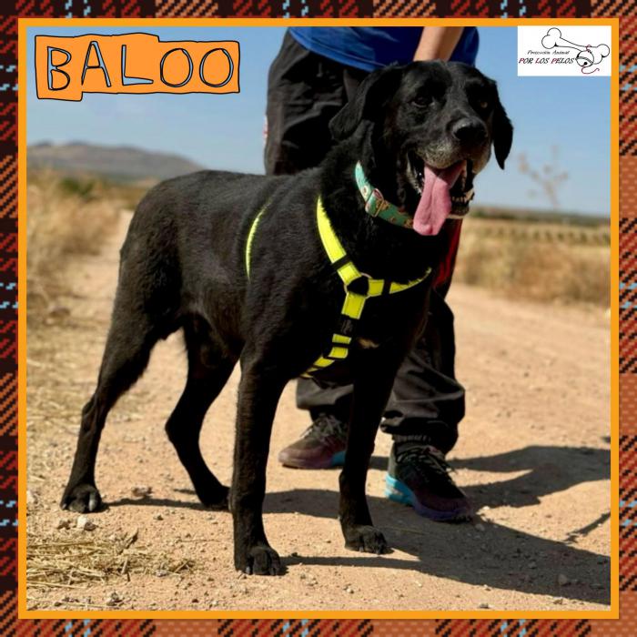 Baloo