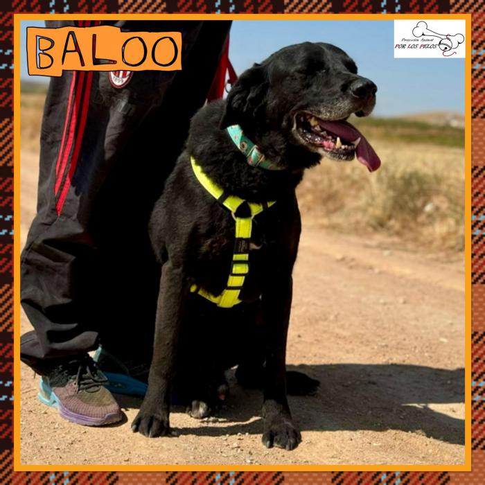 Baloo