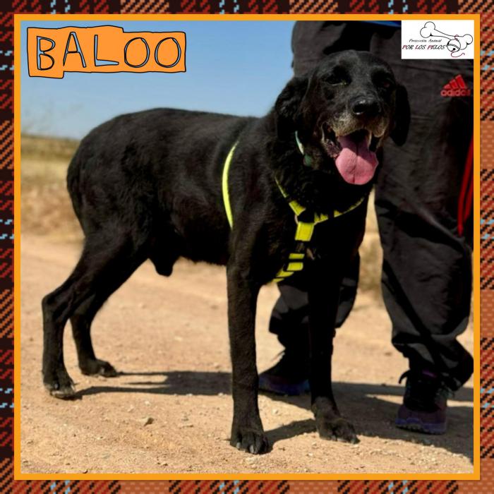 Baloo