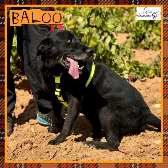 Baloo