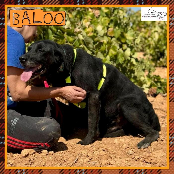 Baloo