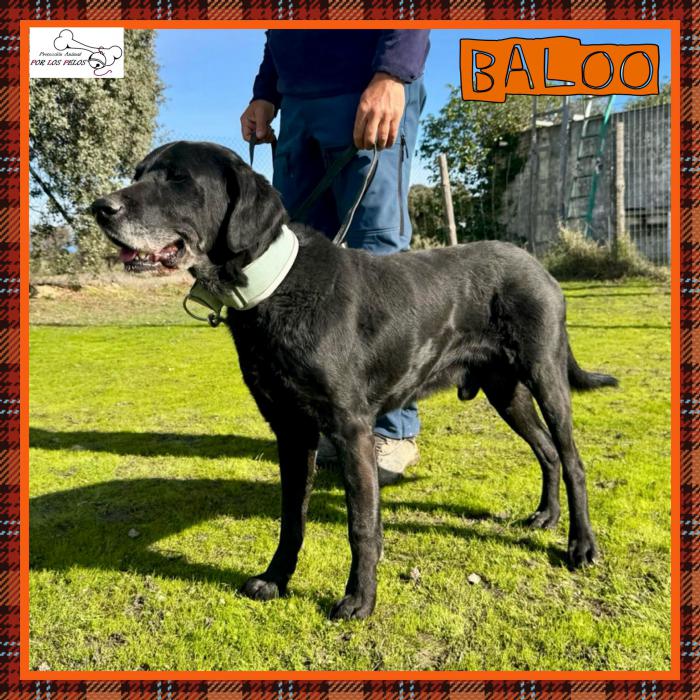 Baloo