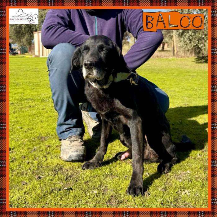 Baloo