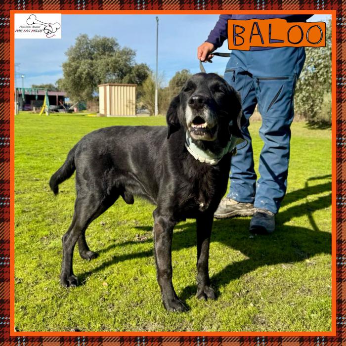 Baloo