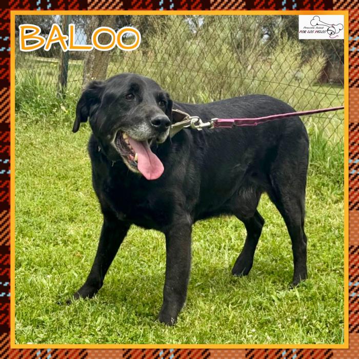 Baloo