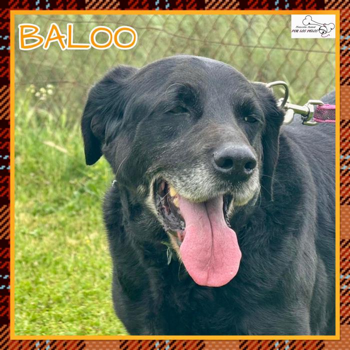 Baloo