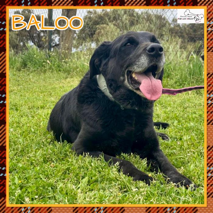 Baloo