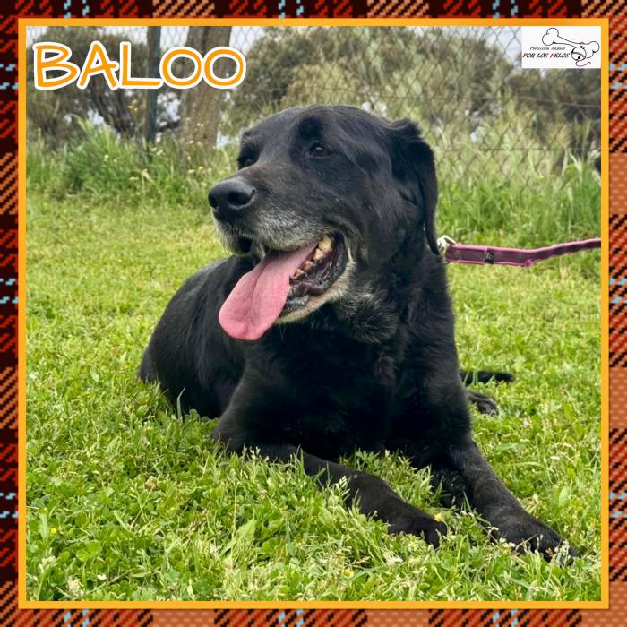 Baloo