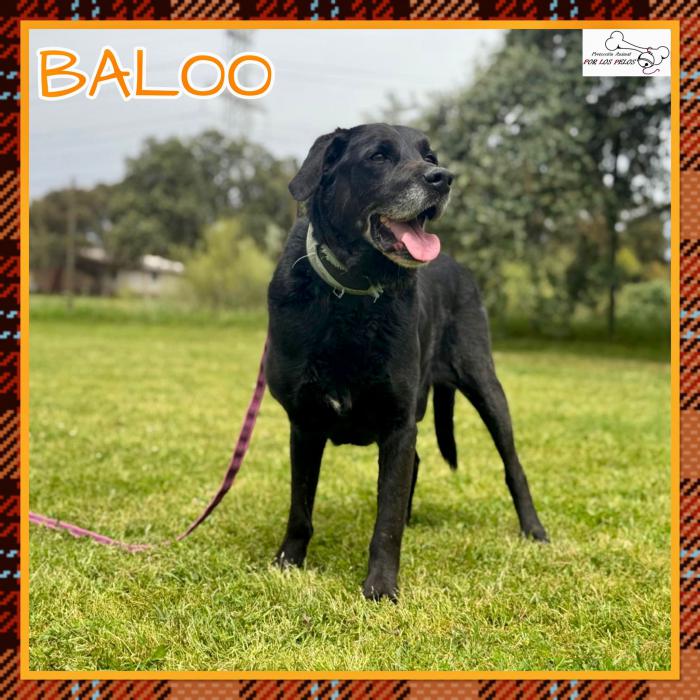 Baloo