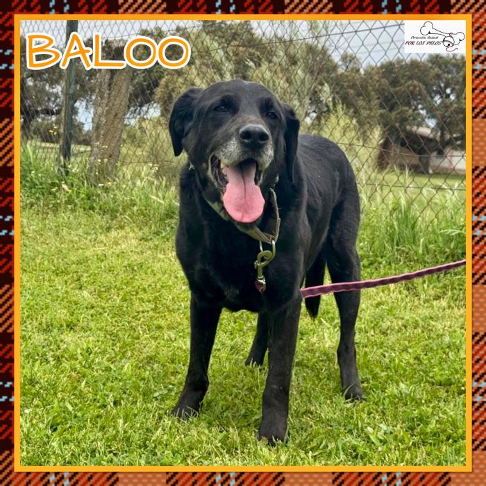 Baloo