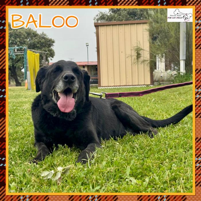 Baloo