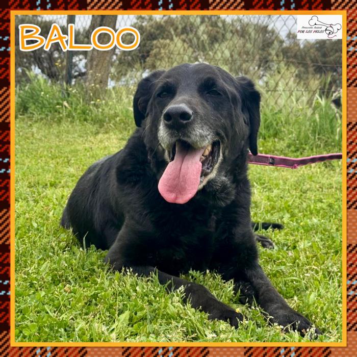 Baloo