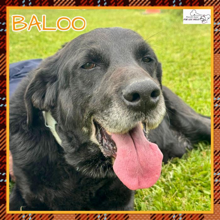 Baloo