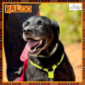 Baloo