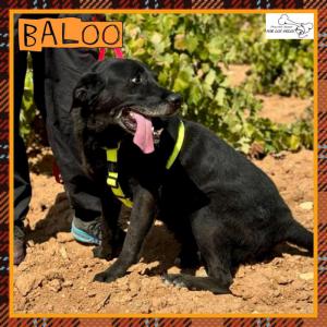 Baloo