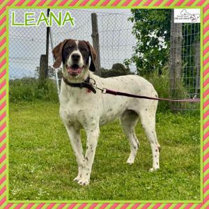 Leana