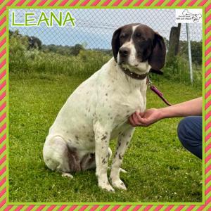Leana