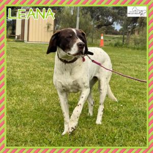 Leana