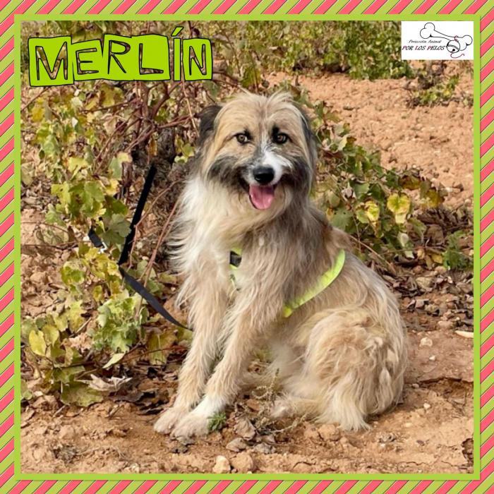 Merlin