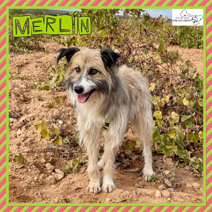 Merlin