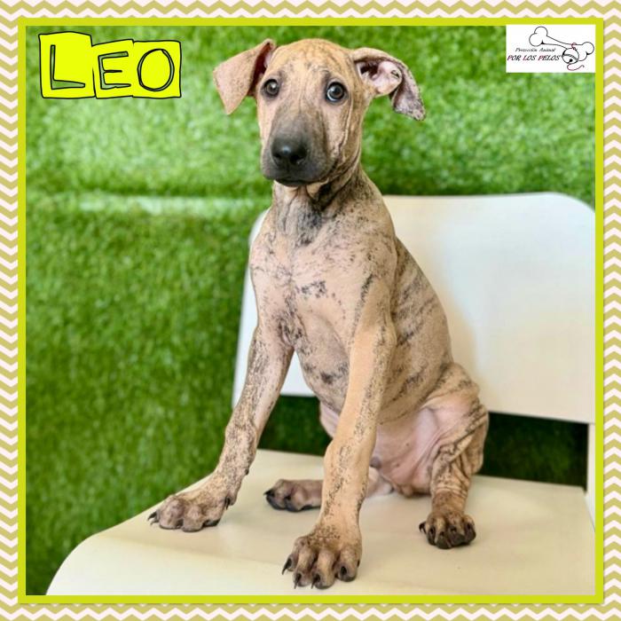 Leo