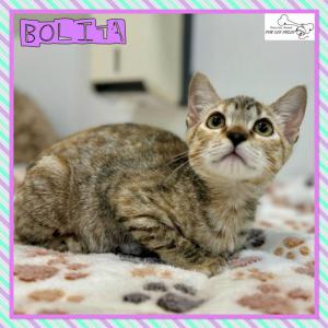 Bolita